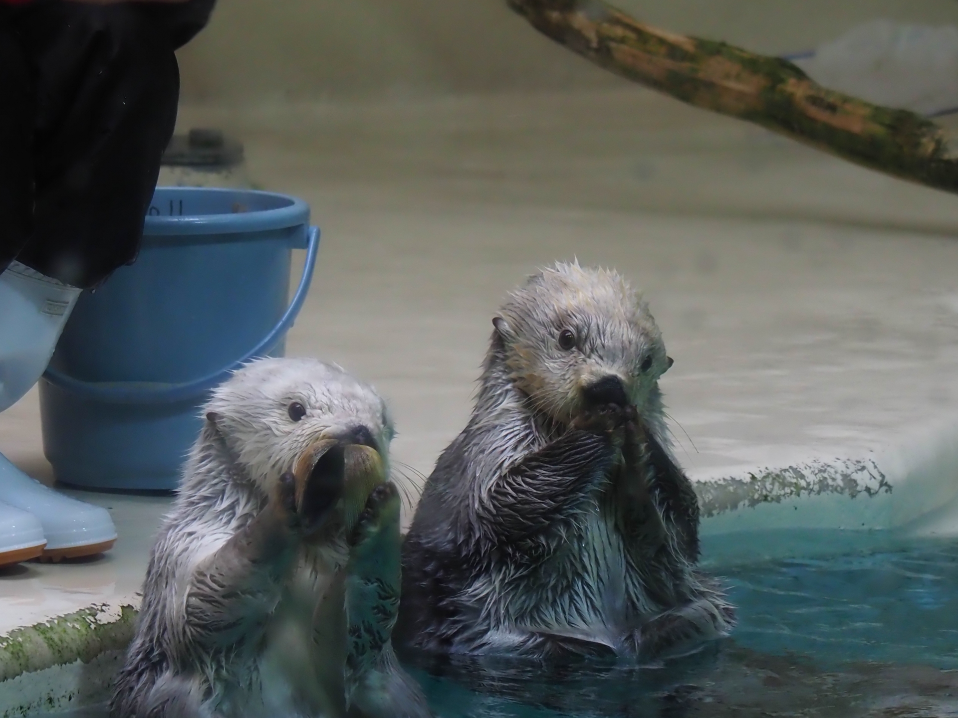 どうぶつ遊びシリーズ ①ゆかいなラッコたち » あそびをハイパーにする